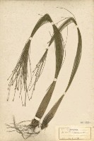 Scirpus morrisonensis Collection Image, Figure 3, Total 3 Figures